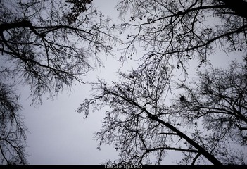 _1050471.jpg