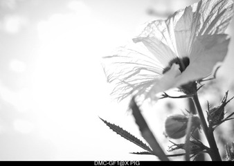 _1050271.jpg