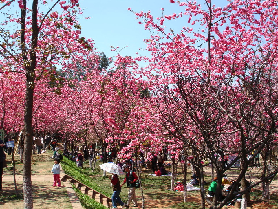 03.07 昆明樱花节
