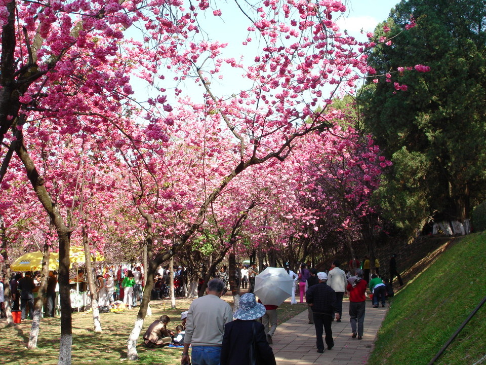 03.07 昆明樱花节