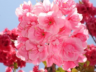 06.3.7 昆明樱花节 002.jpg