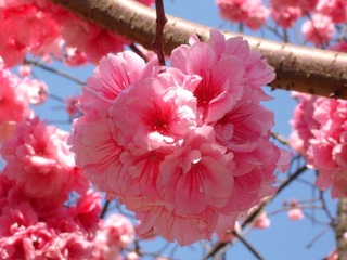 06.3.7 昆明樱花节 010.jpg