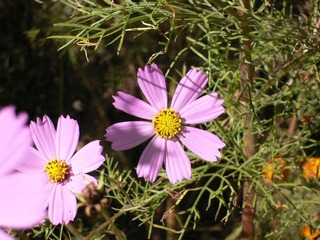 P1050250.JPG