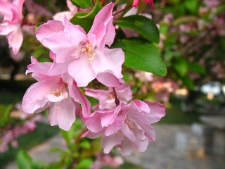 2007.03.16 校园风光 006.jpg