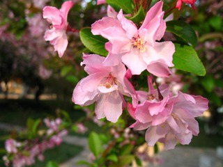 2007.03.16 校园风光 007.jpg