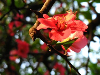 2007.03.16 校园风光 008.jpg