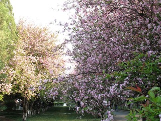 2007.03.16 校园风光 013.jpg