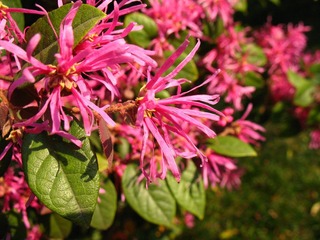 2007.03.16 校园风光 020.jpg