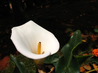 2007.04.30 昆明老街 005.jpg