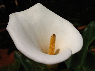 2007.04.30 昆明老街 006.jpg