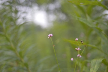 _SXA0425