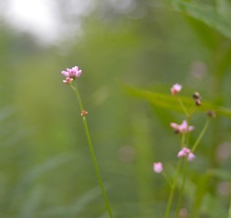 _SXA0425-2
