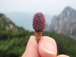 那些山，没有你瞩目