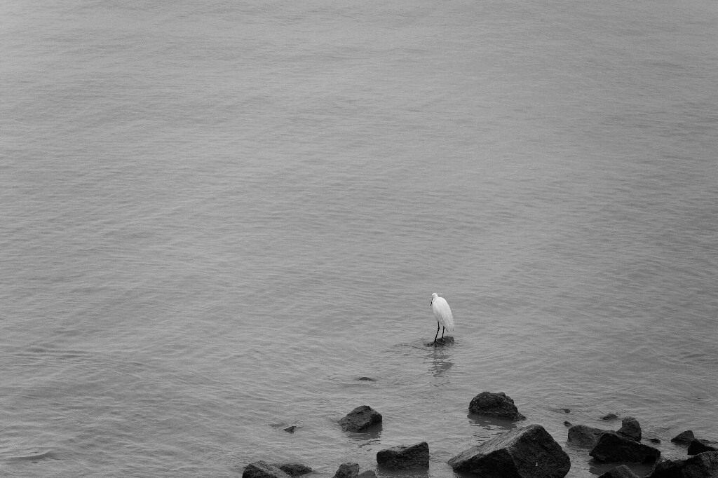 深圳湾,深圳,2017年