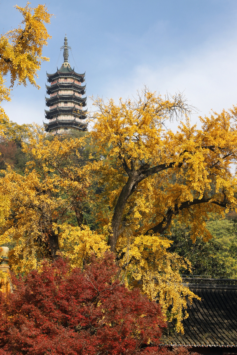 江苏镇江焦山深秋景色秋天银杏树落叶黄叶