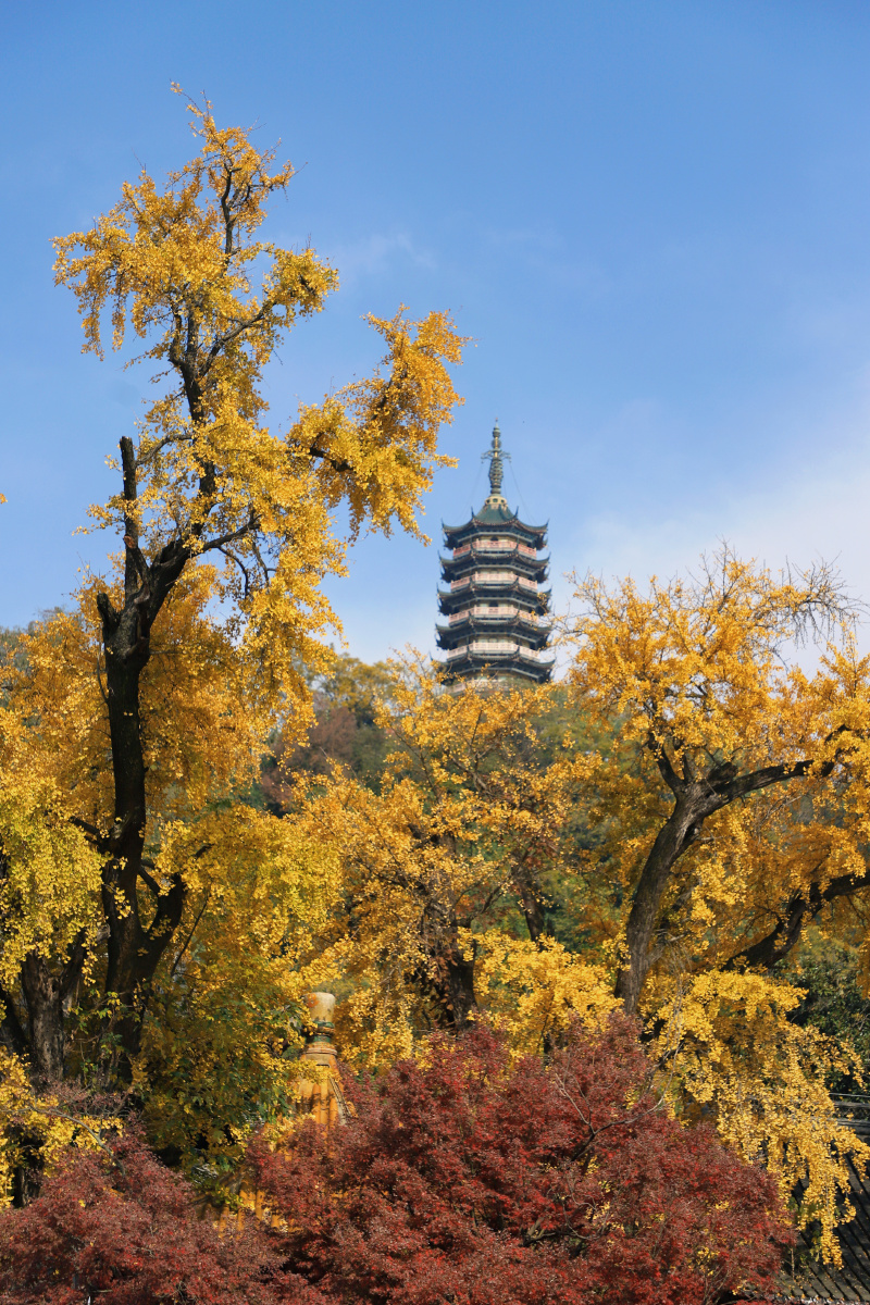 江苏镇江焦山深秋景色秋天银杏树落叶黄叶