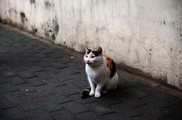 DSC_1656.jpg