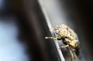 DSC_2821-M.jpg