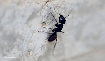 DSC_3677-M.jpg