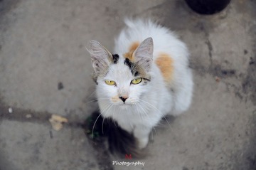 DSC_4207-M.jpg