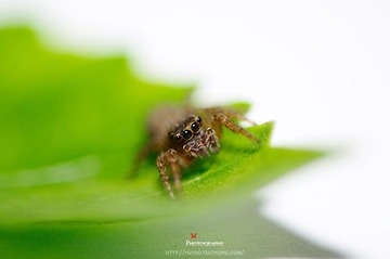 DSC_5618-M.jpg