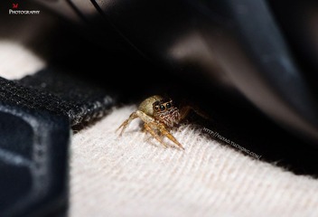 DSC_5680-M.jpg