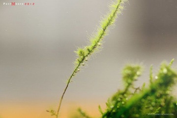 DSC_6693-恢复的.jpg