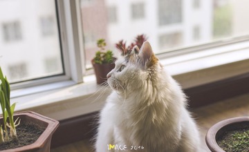 DSC_2075-M