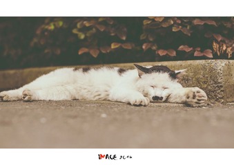 DSC_2990-M