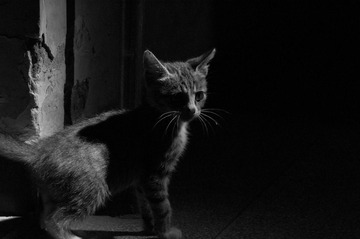 20110606猫猫140