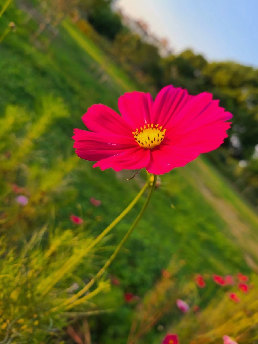 夏天清晨阳光花朵希望能携手与你欣赏