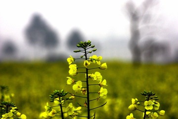 IMG_0516.JPG