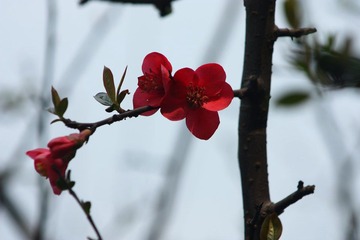 IMG_1163.JPG