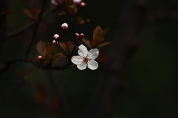 IMG_1173.JPG
