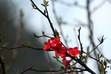 IMG_1177.JPG