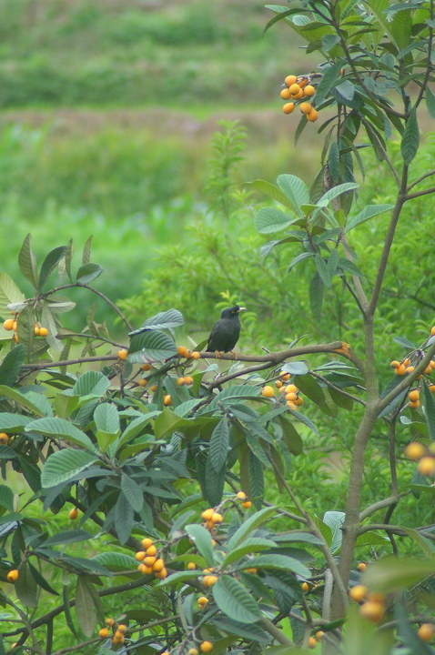 八哥与枇杷 br />