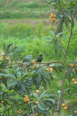 八哥与枇杷.jpg