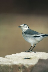 白鹡鸰.jpg