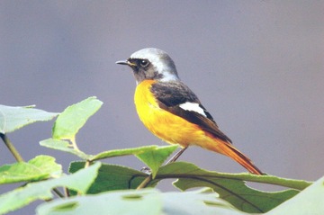 红尾鸲―雄.jpg