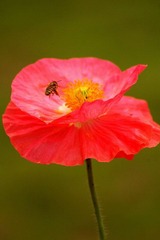 恋花.jpg
