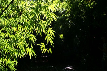 那一抹綠