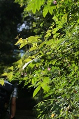 山間小花