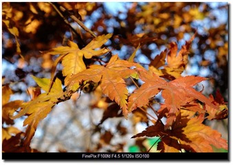 DSCF1749