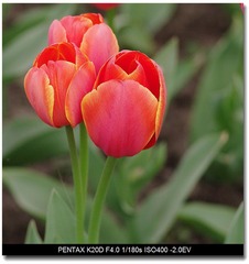 IMGP6544