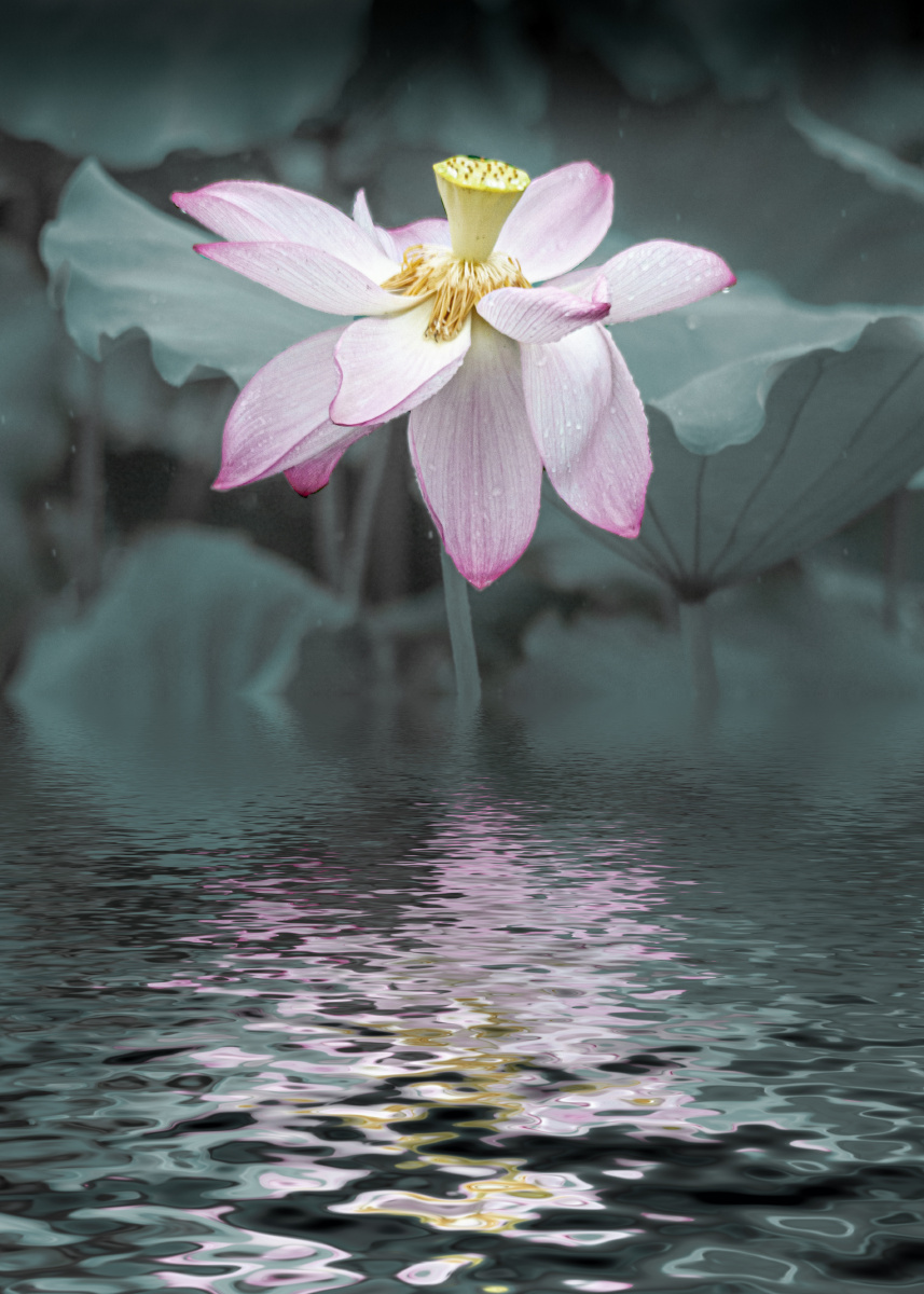 水波涟漪之中的荷花仙影