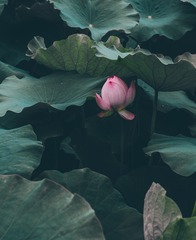 C3D1B827-4499-4E8F-883C-7DD944ABAA2B/L0/001