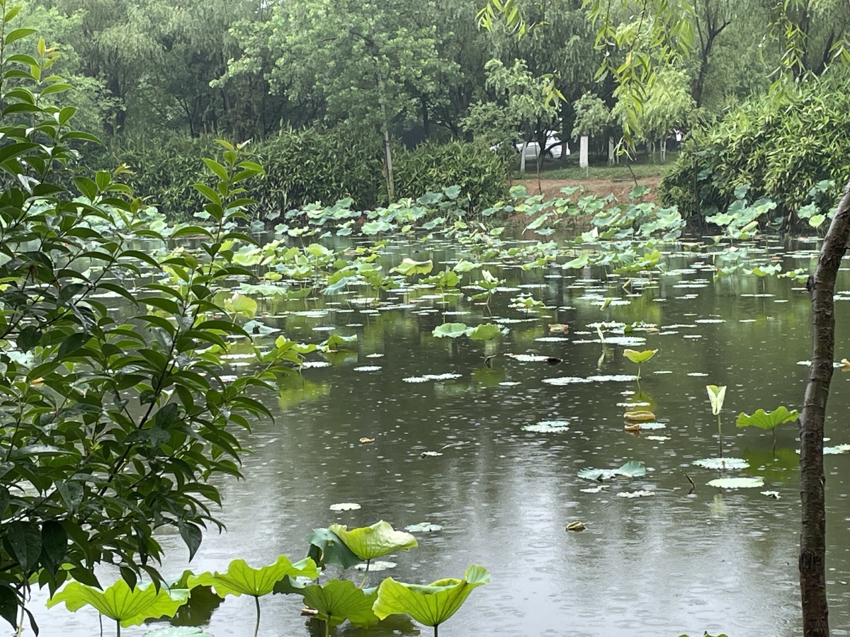 雨中的荷花池