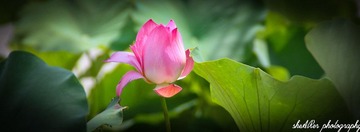 bloom3.jpg