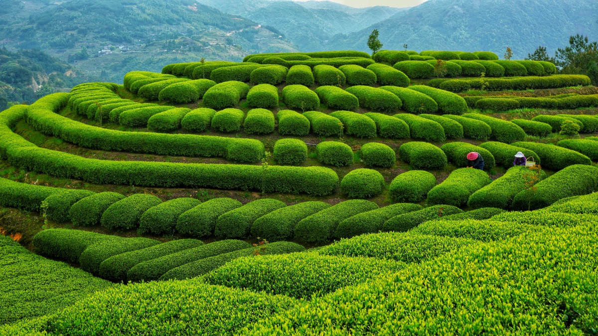 拍摄于福建宁德市柘荣县宅中乡的后垅茶园