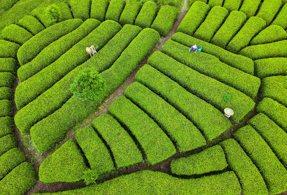 拍摄于福建宁德市柘荣县宅中乡后垅茶园